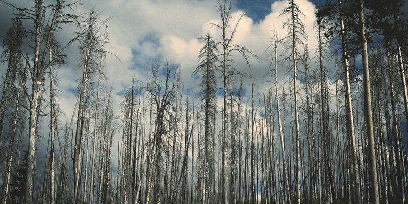 65购平台“慢直播购物”体验：陪伴式讲解如何降低老年人决策焦虑，轻松获取优惠券与特价好物
